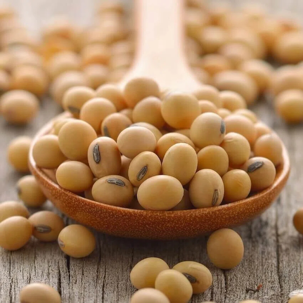 Top Plant Protein Manufacturers and Suppliers in Portugal Top Plant Protein Manufacturers and Suppliers in Portugal