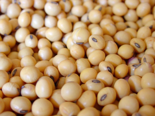 Soy Protein - Nutra Food Ingredients