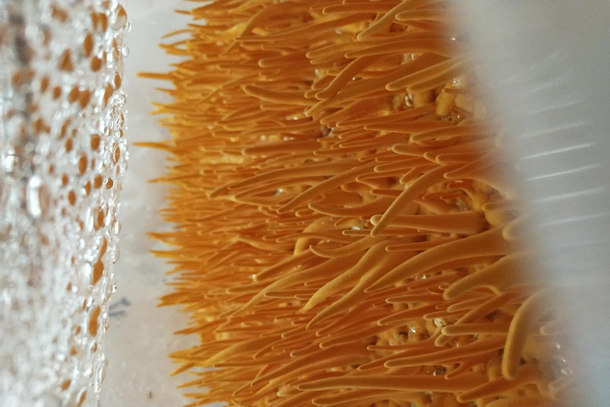 Cordyceps Militaris