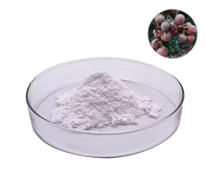 China-Organic-Brazzein-Powder-Manufacturers-Factory---Wholesale-Service---NUTRAGREENLIFE