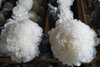 Snow Fungus