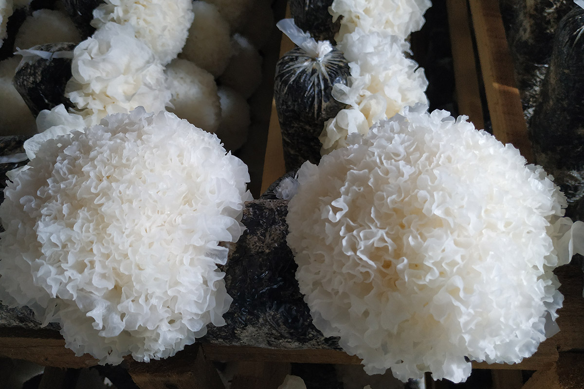 Snow Fungus
