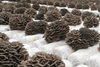 Maitake