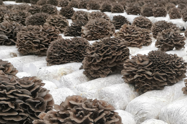 Maitake