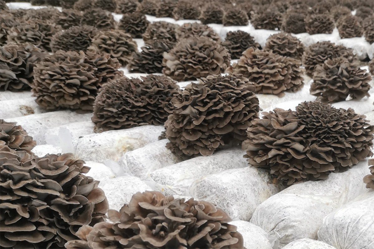 Maitake
