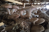Shiitake