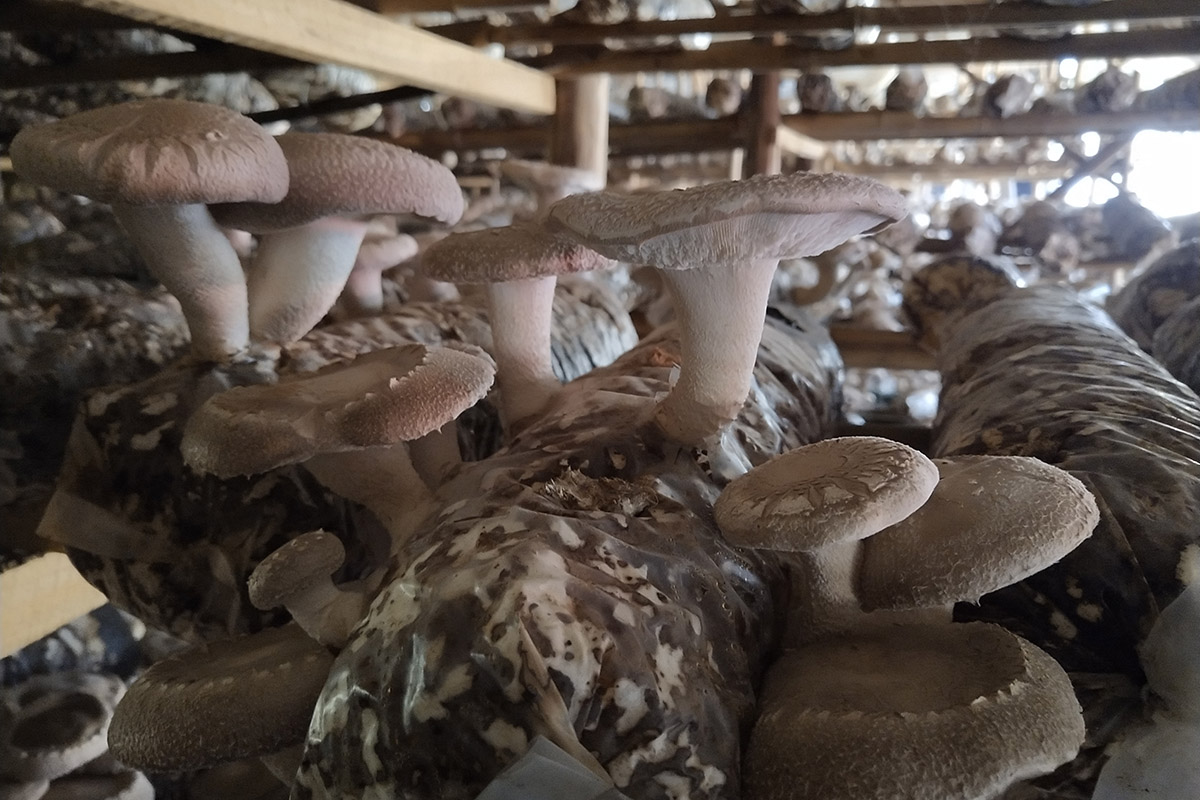 Shiitake