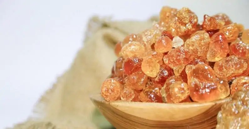 Acacia senegal - Gum Acacia, Gum Arabic Tree, Sudan Gum Arabic, Kher, Khor - Ouriques Farm