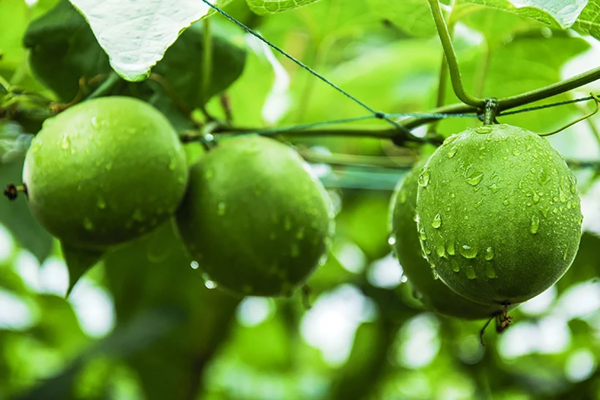Monk Fruit Extract