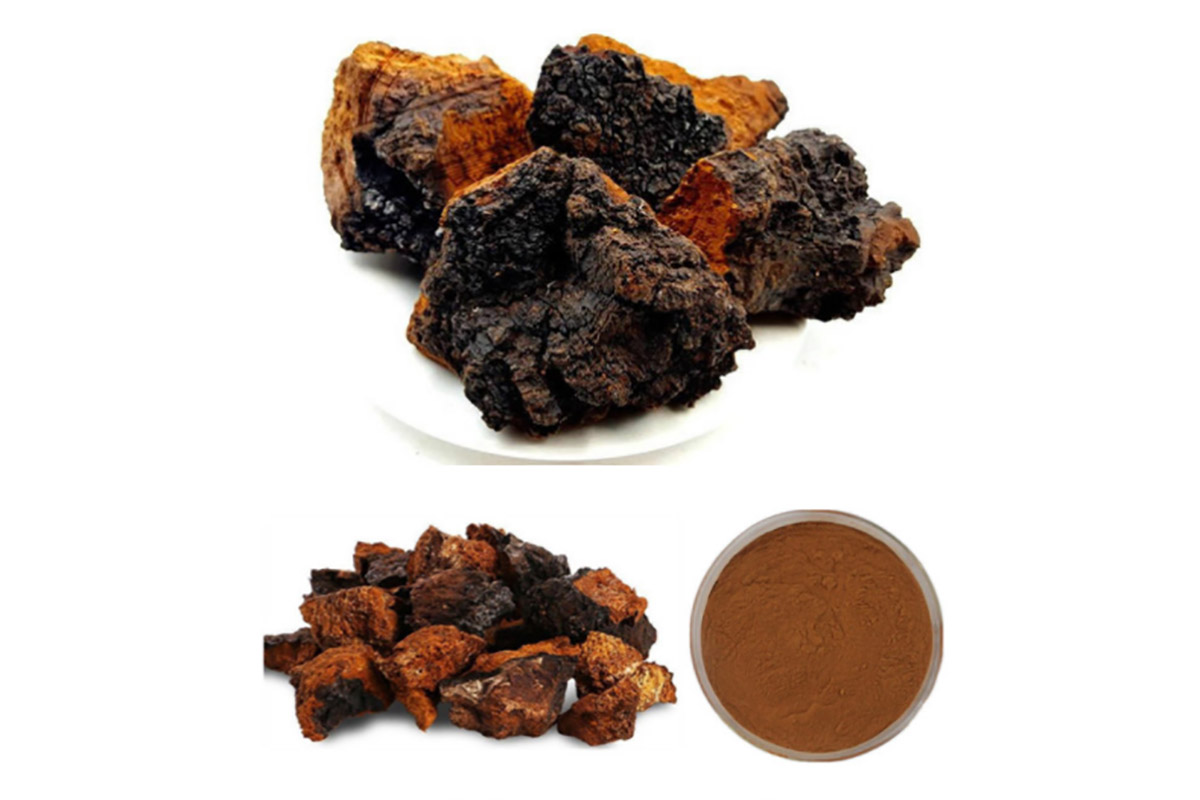 Chaga