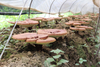Reishi