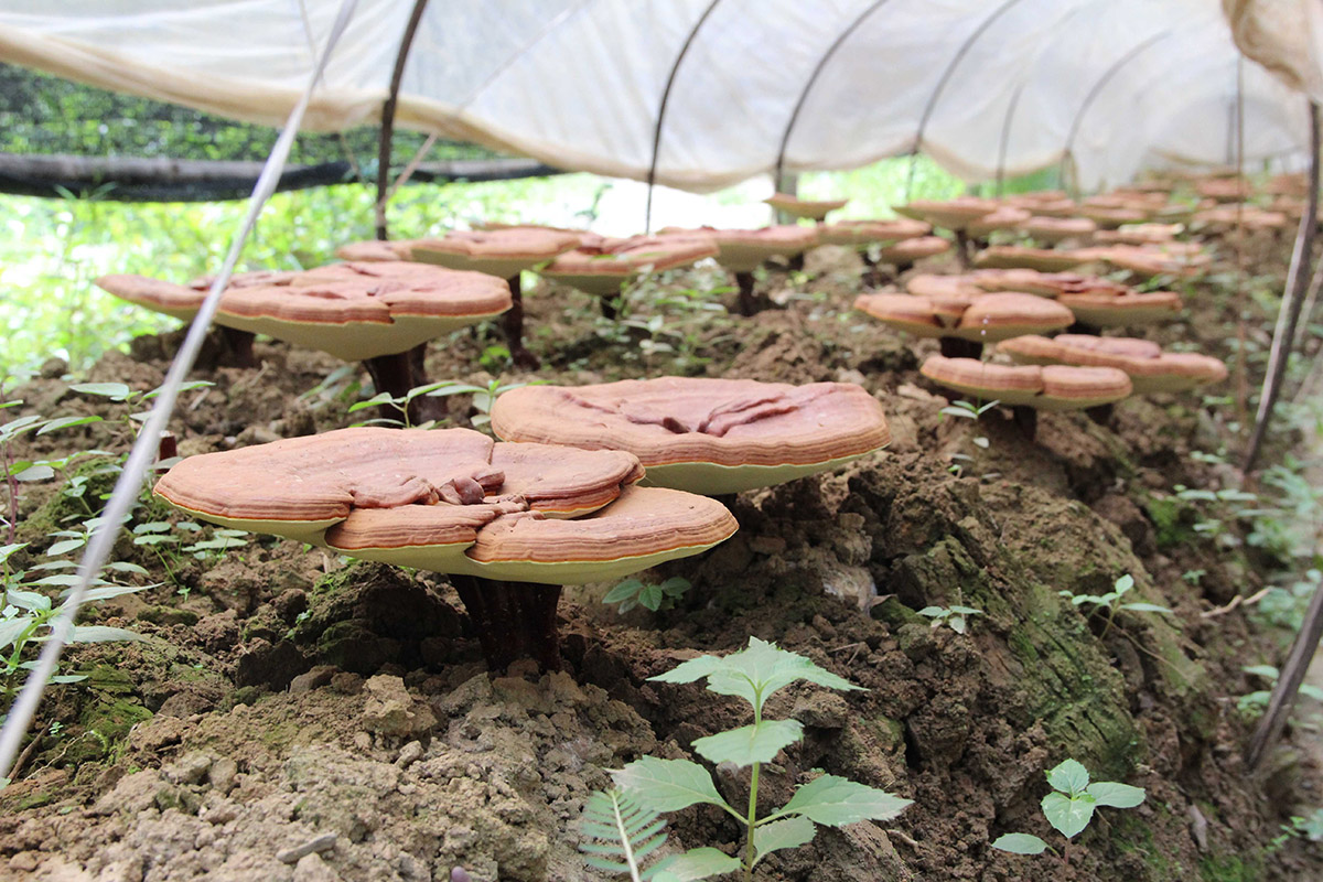 Reishi