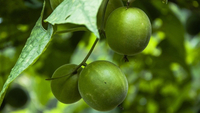 //ijrorwxhnpiplm5m.ldycdn.com/cloud/lqBpiKkmlqSRjlomkqpjkp/can-monk-fruit-upset-your-stomach.jpg