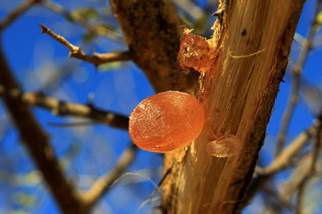 Arabic Gum