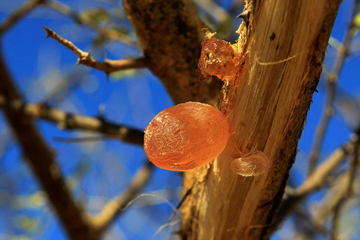 Arabic Gum