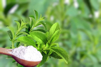 //ijrorwxhnpiplm5m.ldycdn.com/cloud/pkBpiKkmlqSRolnrjlplkp/Top-Stevia-Manufacturers-and-Suppliers-in-Belgium.jpg