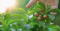 //ijrorwxhnpiplm5m.ldycdn.com/cloud/pkBpiKkmlqSRolnrlkjmkp/Top-Stevia-Manufacturers-and-Suppliers-in-Argentina.jpg